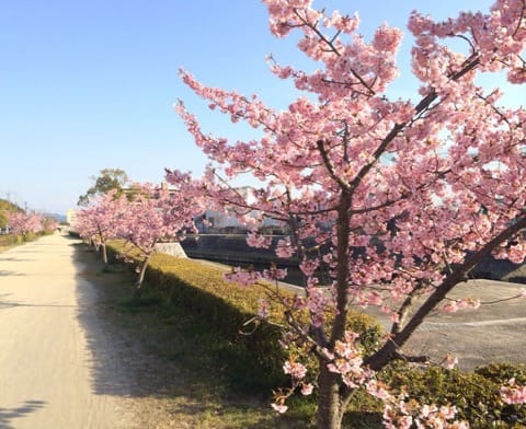 倉敷千本桜