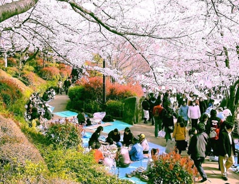 飛鳥山公園