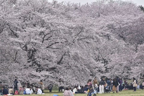 昭和記念公園(桜)