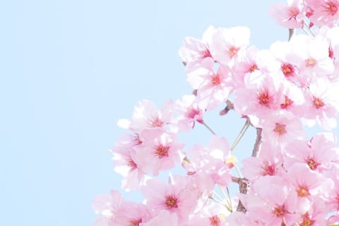 お花見