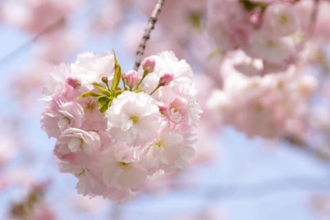 里桜
