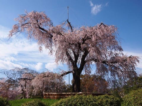 しだれ桜