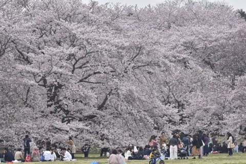 昭和記念公園桜
