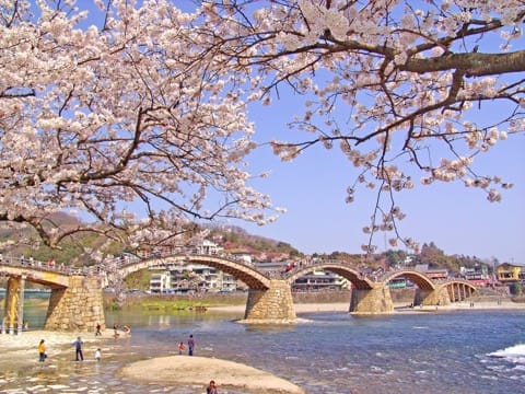 錦帯橋(桜)