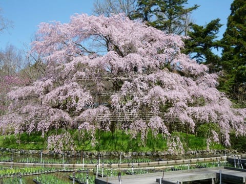 京都の桜を満吃!花见のベストスポット15と楽しむためのヒント