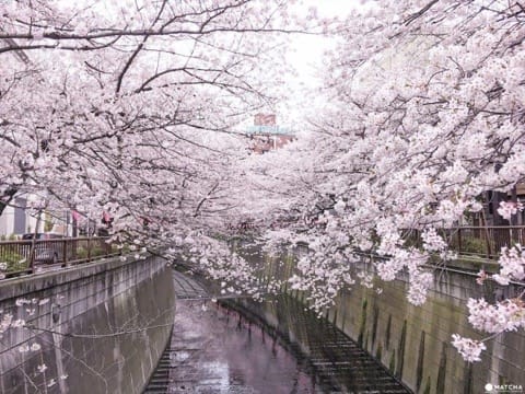 15 Cherry Blossom Spots In Tokyo That You Just Have To See!