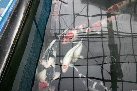 丸重養鯉