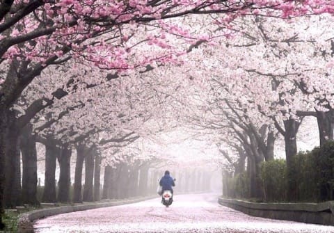 京都の桜を満喫!花見のベストスポット15と楽しむためのヒント
