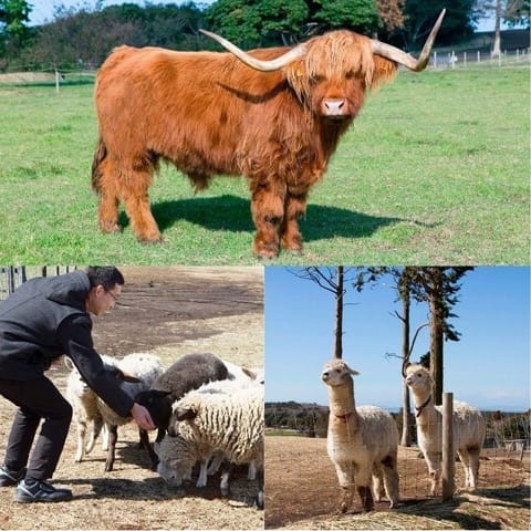 マザー牧場