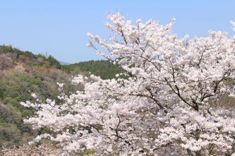 【目的地別】京都、大阪から世界遺産の街・奈良へ行こう!!!