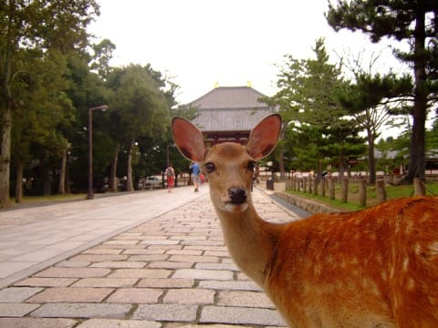 【目的地別】京都、大阪から世界遺産の街・奈良へ行こう!!!