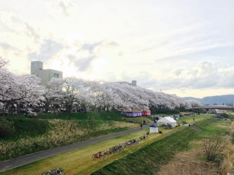 春烂漫!福井县赏樱景点8选