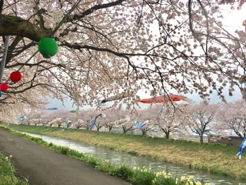 春烂漫!福井县赏樱景点8选