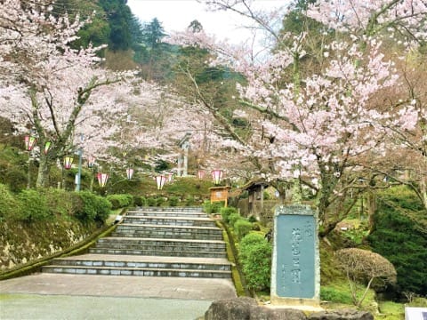 春烂漫!福井县赏樱景点8选