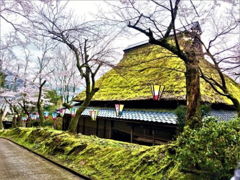 春烂漫!福井县赏樱景点8选