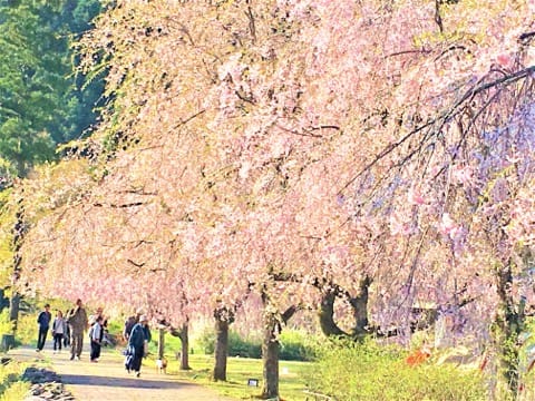 春烂漫!福井县赏樱景点8选