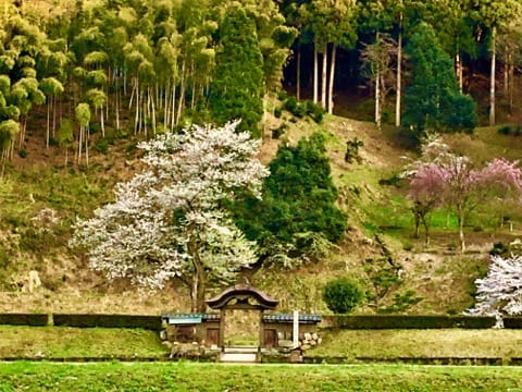 春烂漫!福井县赏樱景点8选