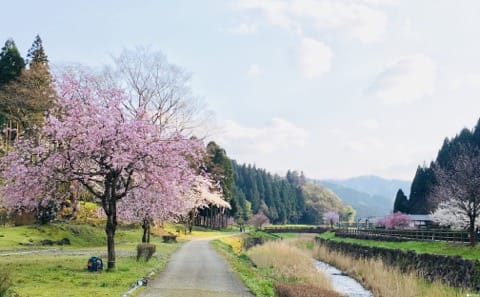 春烂漫!福井县赏樱景点8选