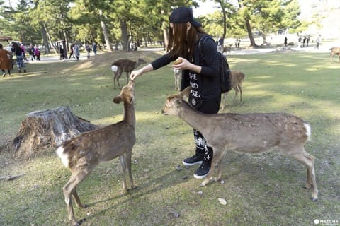 Deers In Nara And How To Treat Them
