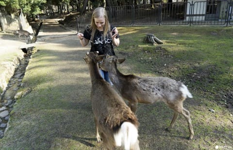 Deer In Nara And How To Treat Them