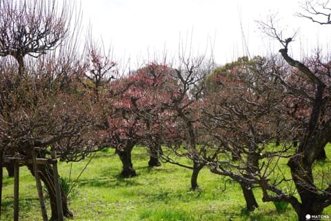Osaka Castle Park