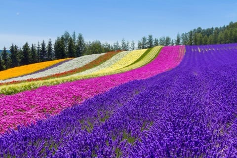 花田