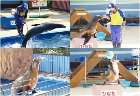 海豚島海獅表演
