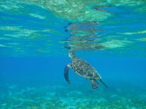 沖縄離島で1番人気!宮古島でやりたい7個のこと