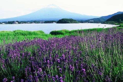 河口湖を訪れたらやるべき5つのこと