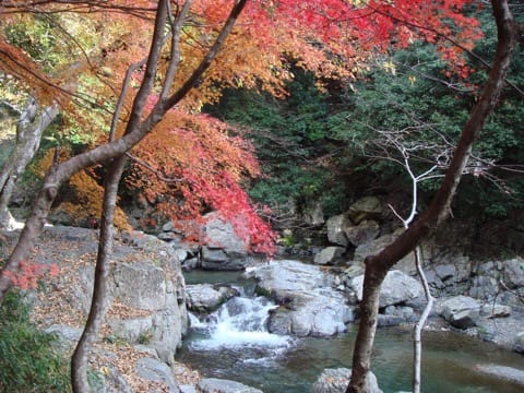 Settsukyo