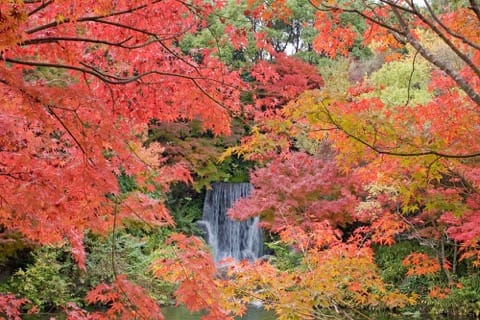 Osaka Expo Memorial Park in fall