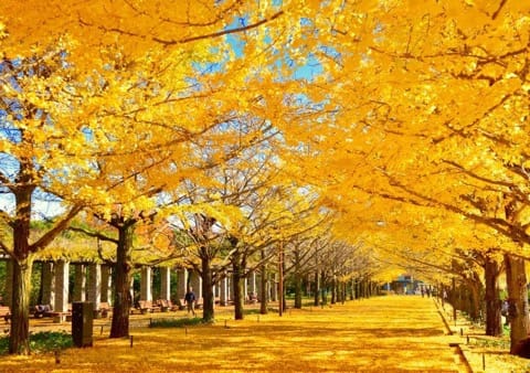 fall in japan