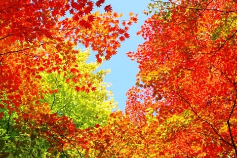 autumn leaves in japan