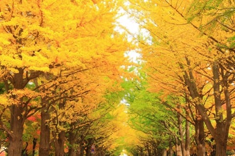 北海道大学