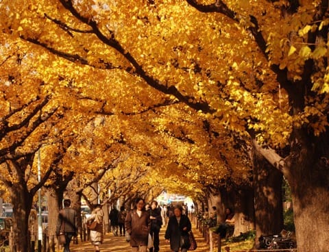 Autumn In Tokyo: Seasonal Activities, Weather And What To Wear