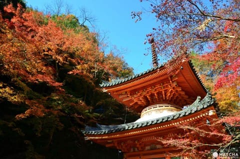 【2018】Top 10 địa điểm ngắm lá đỏ ở Osaka ~ Công viên Mino, Lâu đài Osaka, Công viên Daisen và những nơi khác ~