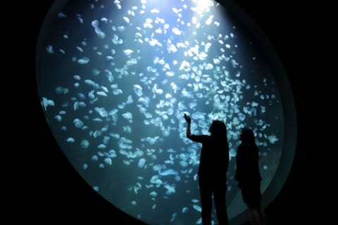 加茂水族館