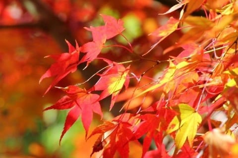 オニツカタイガーから紅葉柄の新作登場!割引情報も!