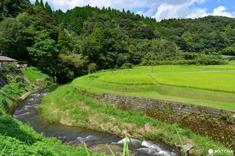 鹿児島きりん