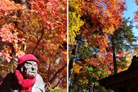 箱根长安寺枫叶