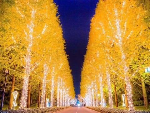 京都2018年燈飾活動
