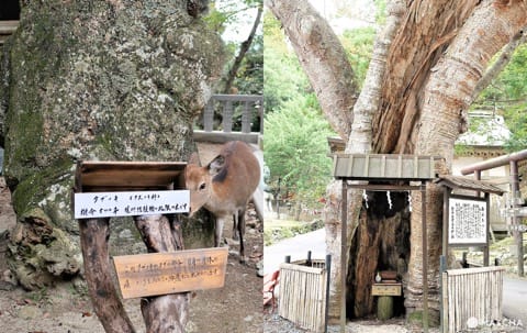 金華山の巨木