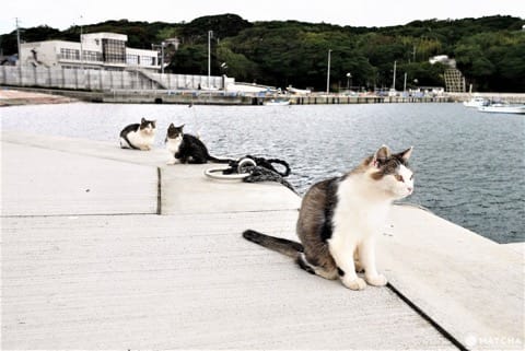 田代島のねこ