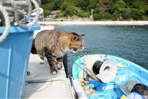 田代島のねこ