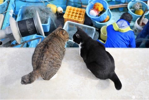田代島のねこ