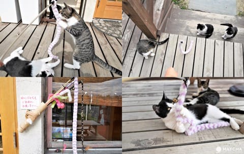 猫との戯れ