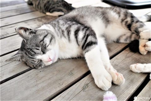 田代ねこ