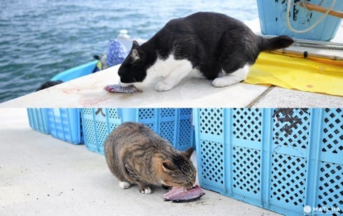 田代島ねこ
