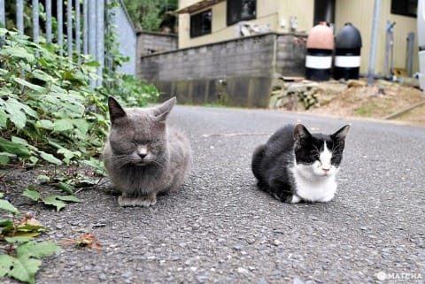 眠りネコ