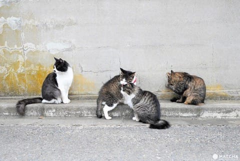 じゃれねこ